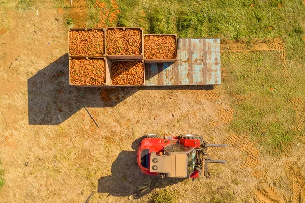 Carrot Picker Processing Rows Ripe Carrots Aerial Follow Image — Stock Photo, Image