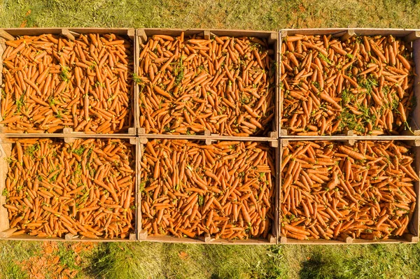 Recogedor Zanahorias Filas Procesamiento Zanahorias Maduras Aerial Seguir Imagen — Foto de Stock