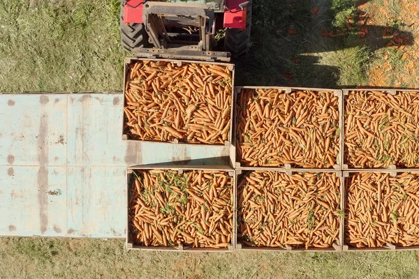 Recogedor Zanahorias Filas Procesamiento Zanahorias Maduras Aerial Seguir Imagen — Foto de Stock