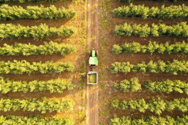 Tractor verde cargado de aceitunas cruzando una plantación de olivos — Foto de Stock