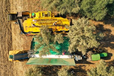 Zeytin Ağacı Sallayan Hasat operasyonu dört Polonyalı işçi tarafından destekleniyor..