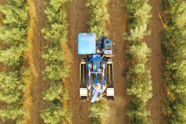 Zeytin ağaçlarının sıralarını işleyen zeytin hasatçısı, hava görüntüsü.