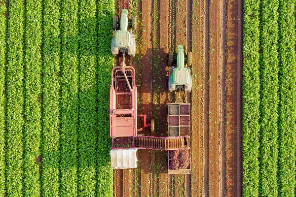 Beet root Harvesting process, Top down aerial image. — Stock Photo, Image