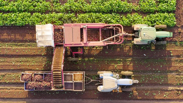 Raiz de beterraba Processo de colheita, imagem aérea de cima para baixo . — Fotografia de Stock