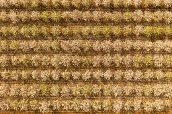 Witte volle bloei Amandelbomen plantage, Luchtfoto. — Stockfoto