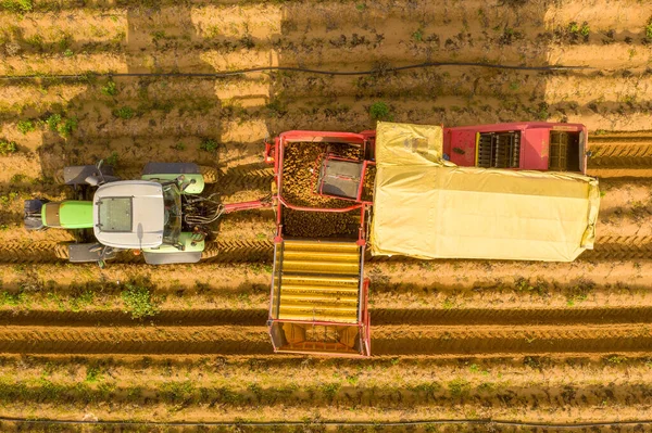 Μεγάλη Πατάτα Harvester Τράβηξε Από Ένα Τρακτέρ Επεξεργασία Ένα Κατατεθεί — Φωτογραφία Αρχείου