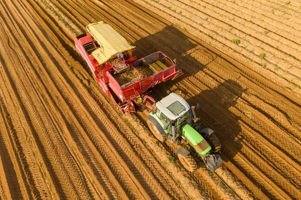 Μεγάλη Πατάτα Harvester Τράβηξε Από Ένα Τρακτέρ Επεξεργασία Ένα Κατατεθεί — Φωτογραφία Αρχείου