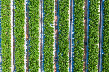 Olgun çilekleri toplayıp küçük beyaz kutulara koyan tarım işçileri..