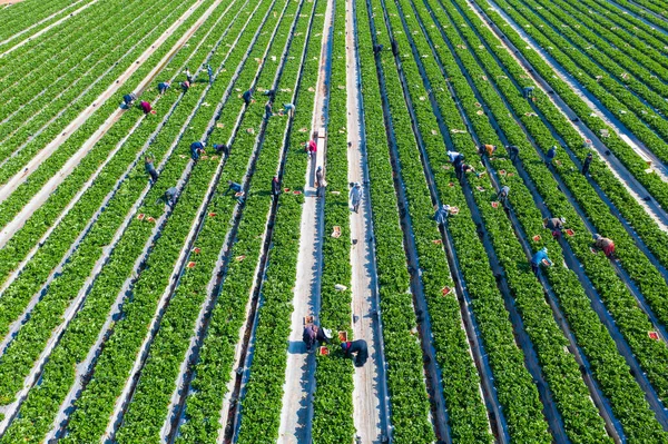 Agricoltori Raccogliere Fragole Mature Metterli Piccole Scatole Bianche Vista Aerea — Foto Stock