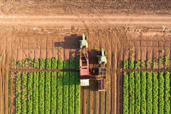 Raíz de remolacha Proceso de cosecha, imagen aérea de arriba hacia abajo . — Foto de Stock