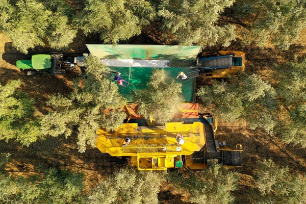 Olive Tree Shaker Harvester operation supported by four Pole beating workers, Aeri — Stock Photo, Image