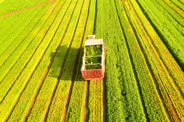Coriander picker processing rows in a large field, aerial view.