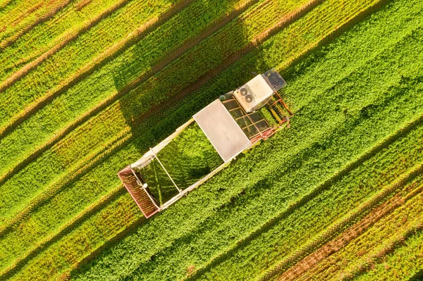 Fileiras de processamento de coletor de coentro em um campo grande, vista aérea . — Fotografia de Stock