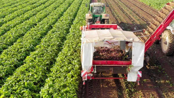 ビートルート収穫プロセス、空中画像のトップダウン. — ストック写真