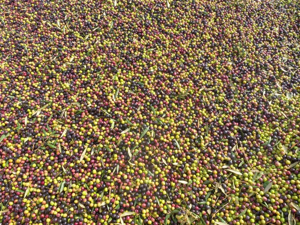 Bir karavanda muazzam miktarda taze zeytin. — Stok fotoğraf