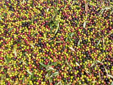 Bir karavanda muazzam miktarda taze zeytin.