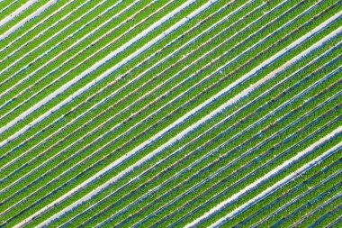 Çilek tarlası, olgunlaşmış yeşil bitkiler tarlada toplanmaya hazır kırmızı çileklerle dolu.