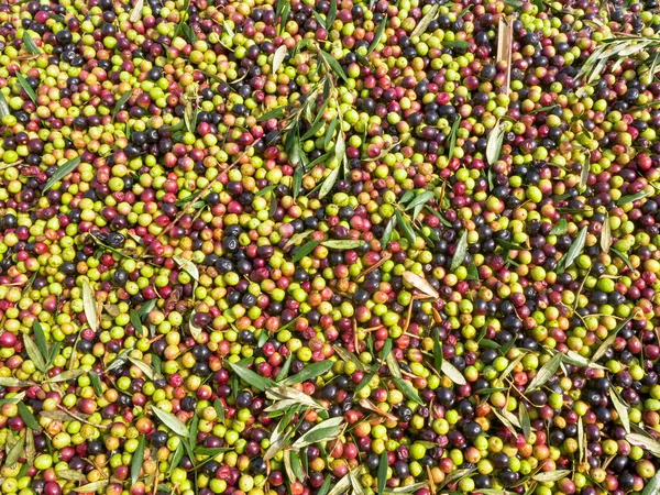 Masivní množství čerstvě sklizených oliv v přívěsu — Stock fotografie