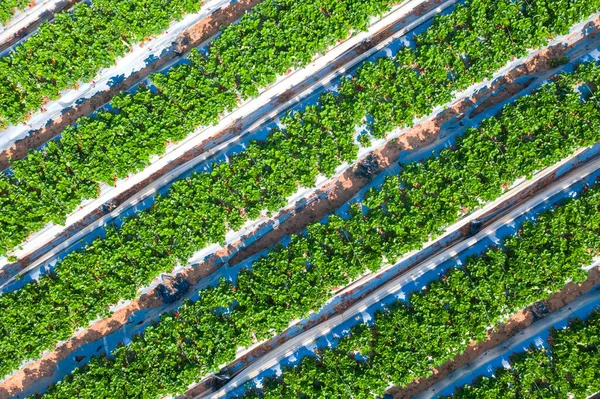 Campo di fragole, linee di piante mature verdi piene di fragole rosse pronte per la raccolta in una fattoria — Foto Stock