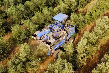 Zeytin ağaçlarının sıralarını işleyen zeytin hasatçısı, hava görüntüsü.