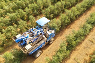 Zeytin ağaçlarının sıralarını işleyen zeytin hasatçısı, hava görüntüsü.