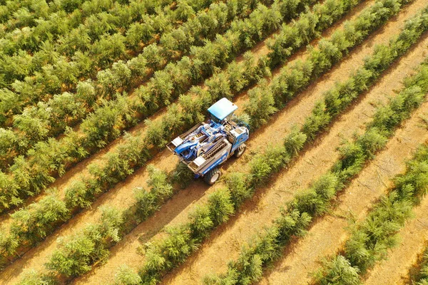 Cosechadora de aceitunas hileras de procesamiento de olivos, imagen aérea. —  Fotos de Stock