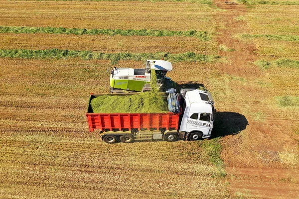 Combine la recolección y trituración de trigo cosechado para ensilaje y descarga en un camión remolque doble . —  Fotos de Stock