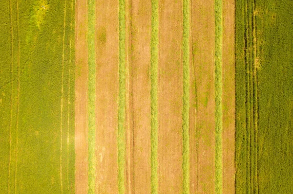 Stort vetefält med linje av färsk skördad ensilage. — Stockfoto