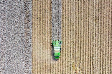 Bir tarla hasat eden büyük bir pamuk toplayıcısının hava görüntüsü.