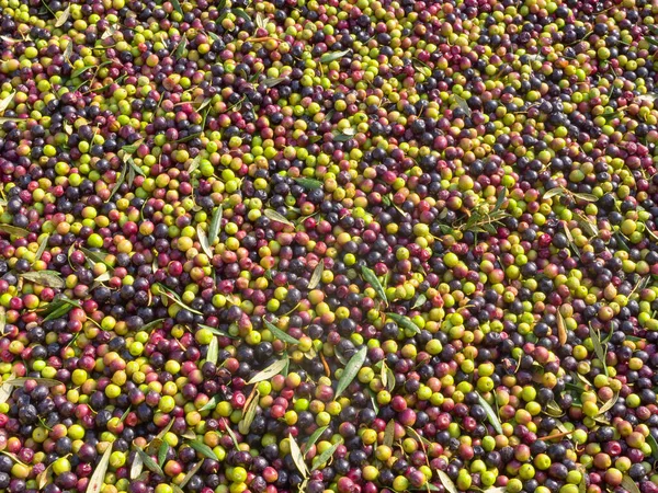 Riesige Menge frisch geernteter Oliven in einem Anhänger — Stockfoto