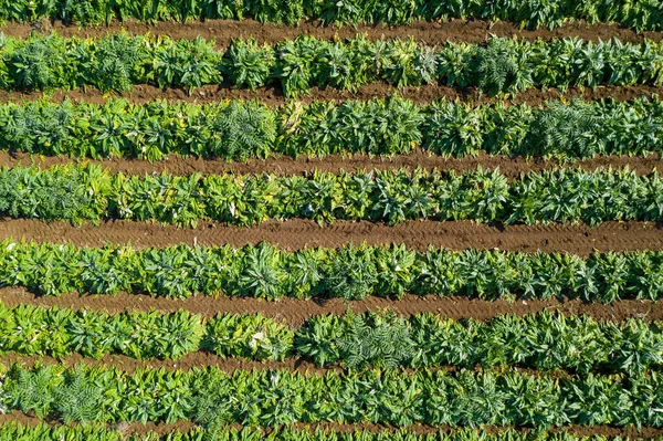 Imagem aérea de linhas de alcachofras maduras em um campo. — Fotografia de Stock