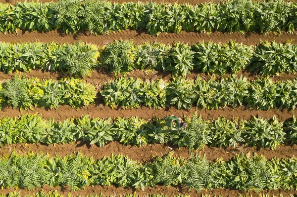 Immagine aerea di file di carciofi maturi in un campo. — Foto Stock