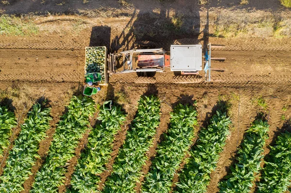 Imagem aérea de linhas de alcachofras maduras em um campo. — Fotografia de Stock