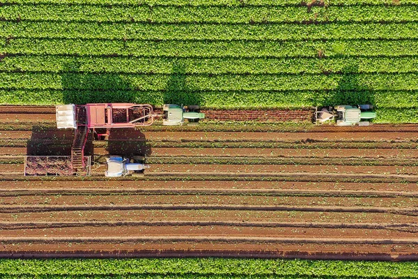 Radice di barbabietola Processo di raccolta, immagine aerea dall'alto verso il basso . — Foto Stock
