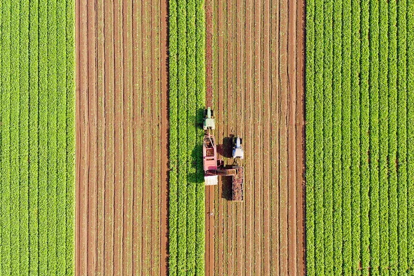 Raíz de remolacha Proceso de cosecha, imagen aérea de arriba hacia abajo . — Foto de Stock