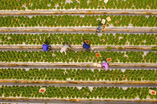 Lavoratori agricoli che raccolgono fragole mature in piccole scatole bianche . — Foto Stock