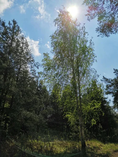 Birch trees on a background of the sunny sky