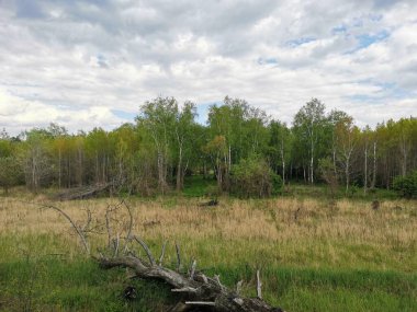 Bulutlu bir günde ön bahçede kuru dallar var.