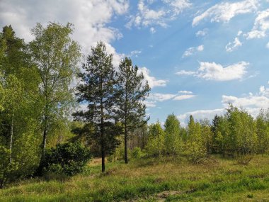 Güzel gökyüzü ve yeşilliğin arka planında iki çam ağacı