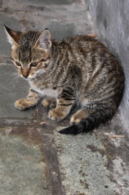 Yemek için bekleyen bir kedi.