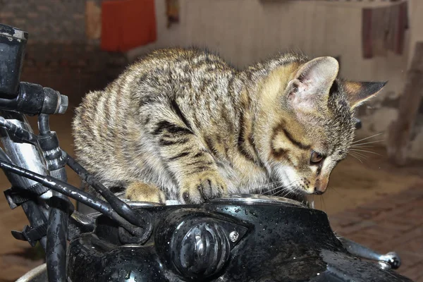 Gato Sentado Esperando Para Comer —  Fotos de Stock