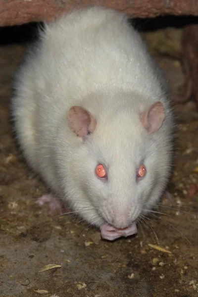 Niektóre Białe Szczury Jedzą Popcorn Bhelpuri Jednym Miejscu Piją Wodę — Zdjęcie stockowe