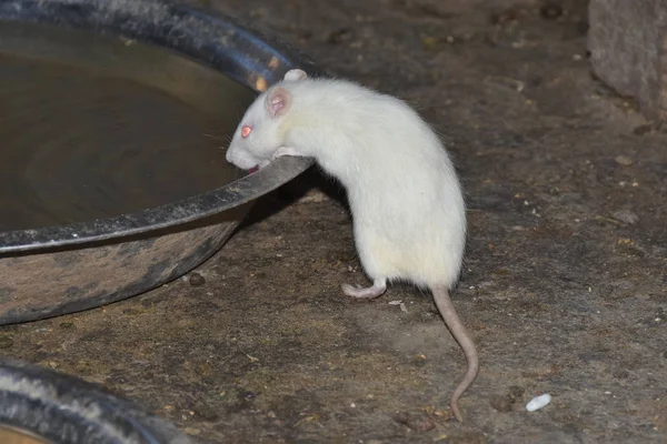 Algunas Ratas Blancas Comen Palomitas Maíz Bhelpuri Lugar Beben Agua — Foto de Stock