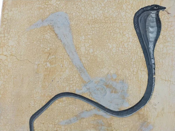 Rajasthan 'daki bir köyün duvarında yılan resimleri var.