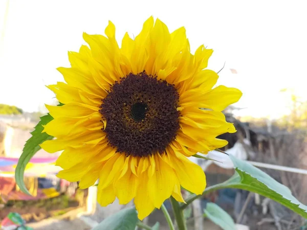 Sonnenblume Blume Ansicht Einem Bauernhof Rajasthan — Stockfoto