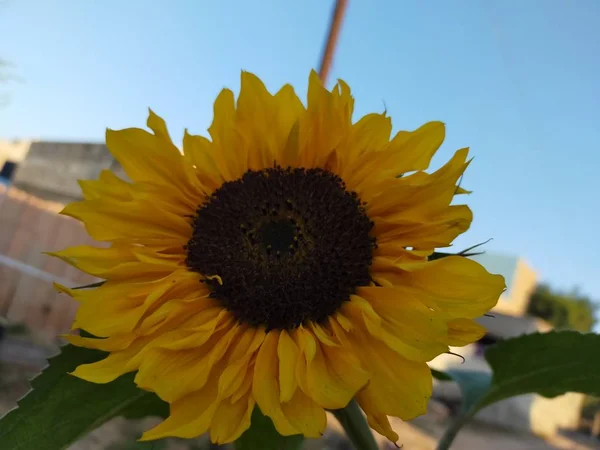 Sunflower Flower View Farm Rajasthan — Stock Photo, Image