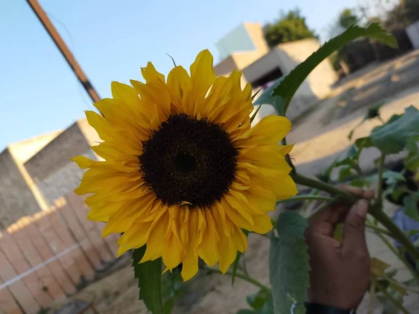 Vue Sur Tournesol Dans Champ — Photo