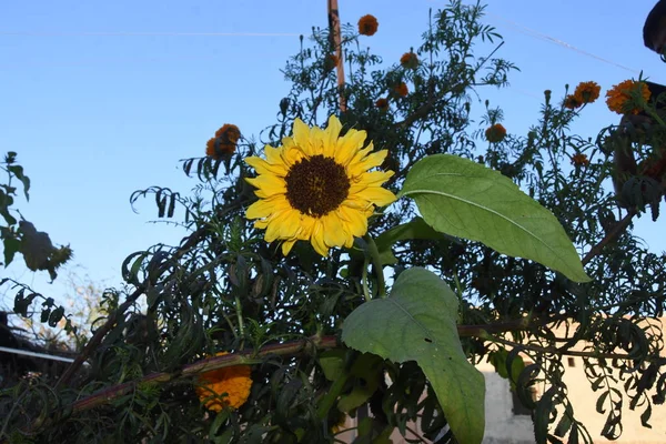 Vue Sur Tournesol Dans Champ — Photo