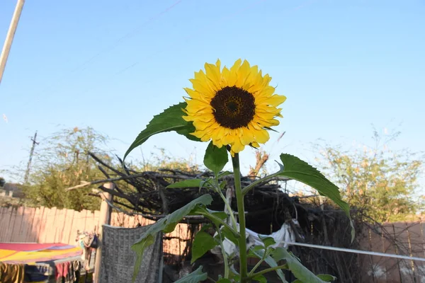 Sunflower Views Field — Stock Photo, Image