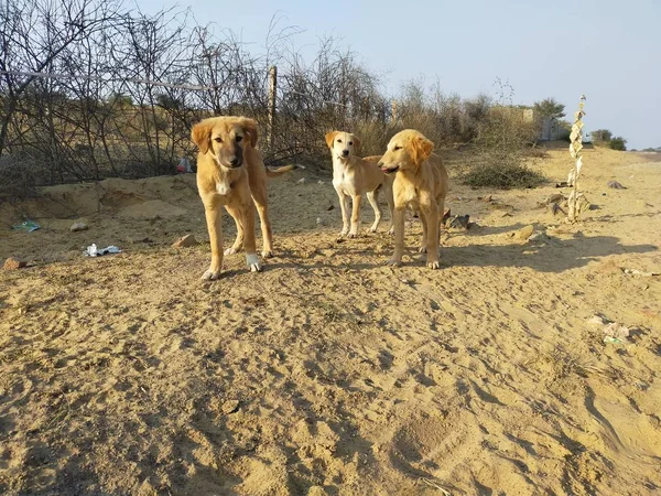 Three dogs stand in a line on the roadside of the village